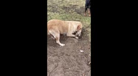Mama Dog Buries Her Stillborn Pup