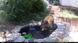 Bear Has a Spa Day in Backyard Pond