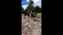 Hilarious horse spooked by twig: yard clean-up turns into equine feast and fright