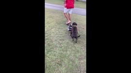 Dog Brings His Own Lunch