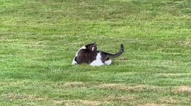 Cat Plays With Chipmunk