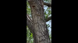 Northern Flicker protecting her young from a Bullsnake