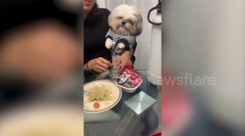 Adorable pet toy dog refuses to eat pet treats but gladly takes mouthful of pasta