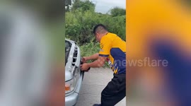 Greater coucal bird rescued after getting stuck in car bumper bumper