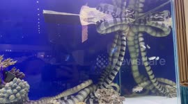 Zoo visitors urged not to handle highly venomous sea snake at Thai wildlife fair