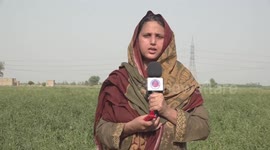 Chinese red chili contract farming opens vistas for development in Pakistan's agriculture sector