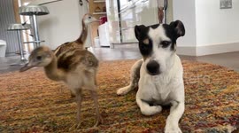 Jack Russell befriends two newborn rhea chicks