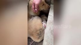 Golden Retriever and two puppies stuck in underground pipe saved by locals