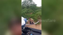 Rescue workers save puppy stranded in floodwaters of north India