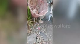Curious pet dog rescued after poking its head through bamboo fish trap