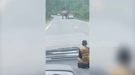Wild elephants stops passing cars to search for food