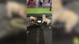 Pair of happy pet dogs jump in excitement over fountain at park