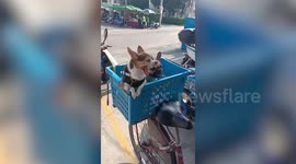 Two pet toy dogs sit on blue basket at back of bicycle while waiting for owner