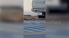 Chubby monitor lizard waits for cars to pass before crossing busy road