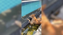 Pet dog relaxes beside pool on sunny afternoon