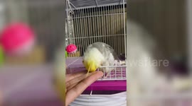 Smart pet cockatiel knows hot to unlatch cage and escape