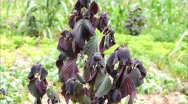Crop During High-temperature Weather in Yichang, Hubei, China