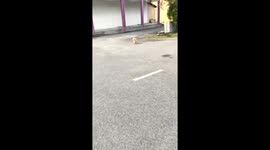 Whiskas heist: mischievous cat's daring escape caught on camera!