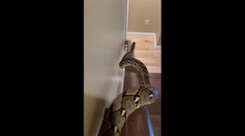 Playful Python Slides Down Bannister