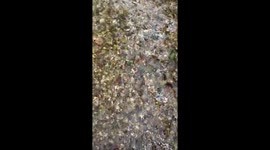 Cool water flowing slowly over coloured stones in a small garden stream