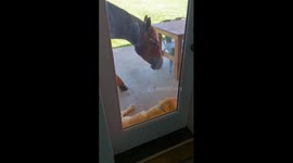 Horse Tests Dog's Patience
