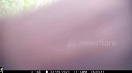 How Many Chin-Ups Can a Black Bear Cub Do?