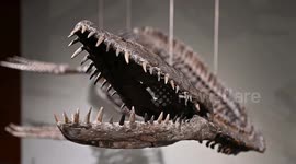 Prehistoric Predator Fossils For Auction At Sotheby’s in New York, USA