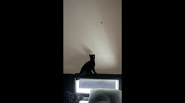 Cats Try To Catch A Butterfly