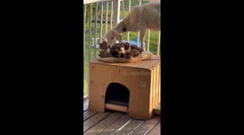 Goat patiently waits so he can join in with kittens' snuggle session