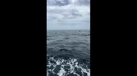 Hundreds Of Jumping Dolphins