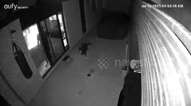 Man Slips While Letting the Dog In