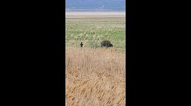 Person Gets Too Close To Bison