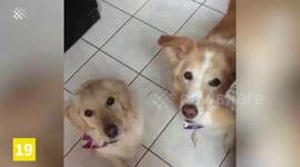 Top 20 Best Golden Retriever Moments Caught On Camera