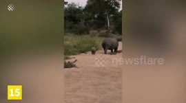 Top 15 Cutest Baby Animal Moments