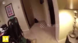 Top 15 Cats vs Laser Moments