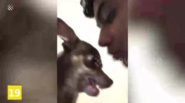 Top 20 Cute And Funny Animal Moments