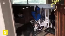 Top 10 Smart and Talented Pets