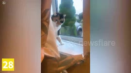 Top 30 Naughty Cats