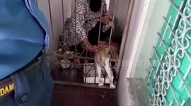 Firefighters use bolt cutters to set free cat trapped inside house's iron gate