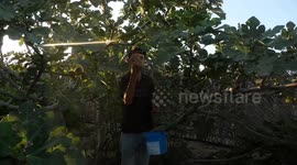 Palestinian farmers collect Figs during harvest season in Gaza city.