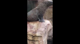 See how animals stay cool in hot days in S China