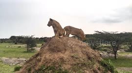 Wildlife photographer captures scene that looks as if from 'The Lion King'