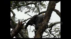 African Harrier Hawk mobbed while searching for Grubs or Termites during our Safari in Hluhluwe game reserve
