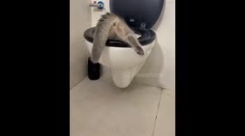 Bizarre feline behavior caught on camera: cat finds unconventional oasis in toilet bowl