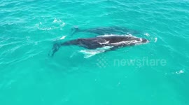 White albino whale calf filmed in Australia on holiday in Ningaloo. Could this be the next Migaloo?