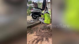 Animal rescuer uses stick to remove green tree snake from motorcycle engine