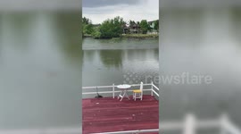 Surfing seagull cruises down river in front of amazed locals