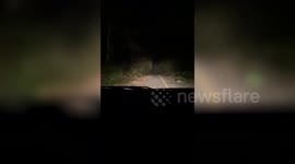 Wild elephant spooks passing driver when it emerges into dark road