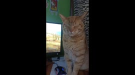 Cat Activation Button