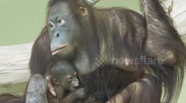 Orangutans in Vienna Zoo, Austria